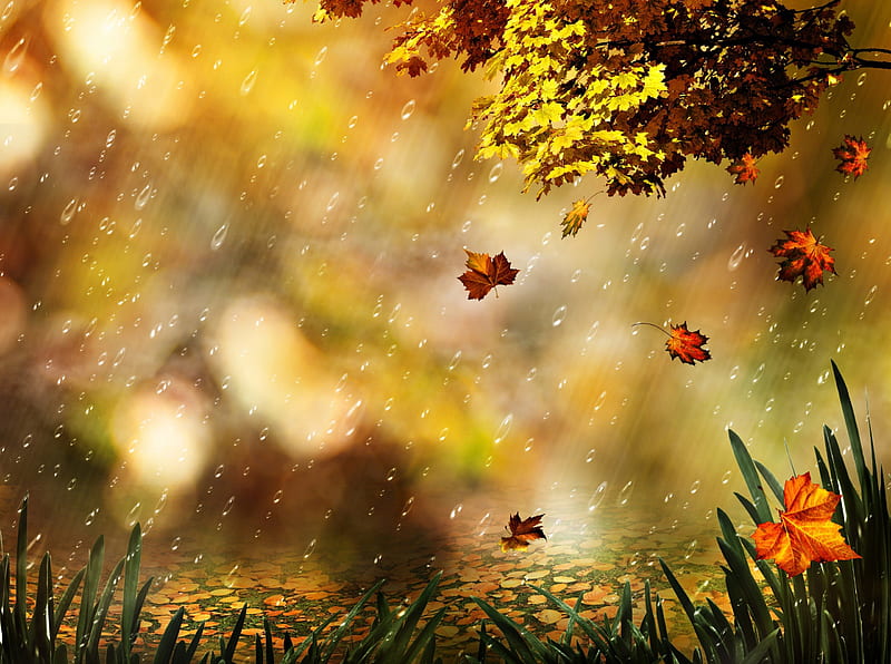 Falling Leaves, autumn, grass, autumn leaves, bonito, drops, magic, leaves, splendor, autumn splendor, beauty, lovely, drop, rainy autumn, autumn rain, trees, rainy, leaf, tree, autumn colors, peaceful, nature, rain, HD wallpaper