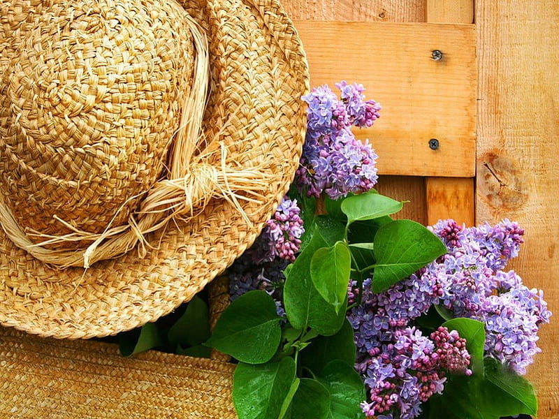Freshly picked lilacs, pretty, fence, lovely, fresh, bonito, straw, lilacs, door, hat, pick, nice, summer, flowers, HD wallpaper