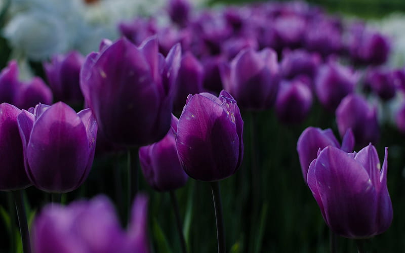 purple tulips, purple flowers, tulips, spring flowers, background with tulips, beautiful purple flowers, HD wallpaper