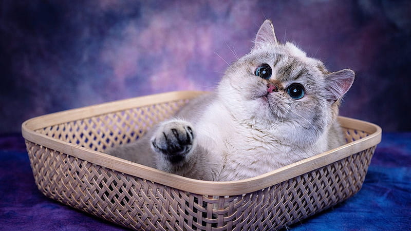 Blue Eyes Chubby White Black Cat Inside Bamboo Basket Cat, HD wallpaper