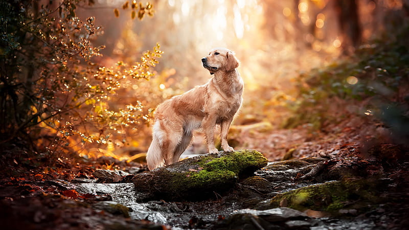 Golden Retriever Dog Is Standing On Algae Covered Rock In Blur Forest Background Dog, HD wallpaper