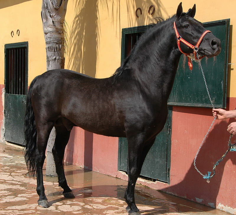 Proud Andalusian, black, ebony, andalusian, animals, horses, spanish, HD wallpaper