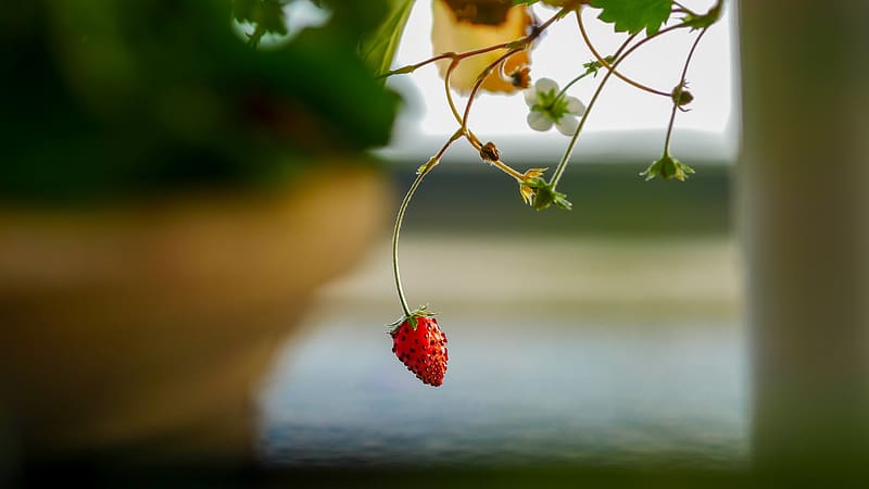 Strawberry, Garden, Outdoor, Plant, Closeup, Fruit, HD wallpaper