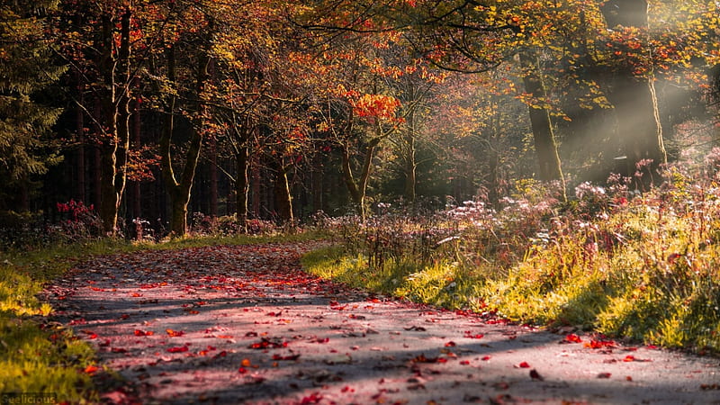 Autumn Idyll, forest, nature, colorful autumn leaves, road, Autumn, Idyll, HD wallpaper