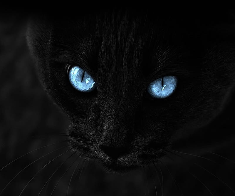 Black Cat , black, black cat, cat, cats, eyes, full, HD wallpaper