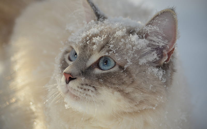 gray fluffy cat, snow, winter, cute animals, cats, blue eyes, HD wallpaper