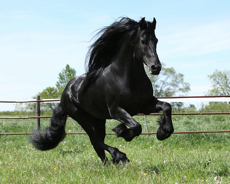 Animals : Friesian Black Running Horse . Friesian horse, Horse , Horses, HD wallpaper