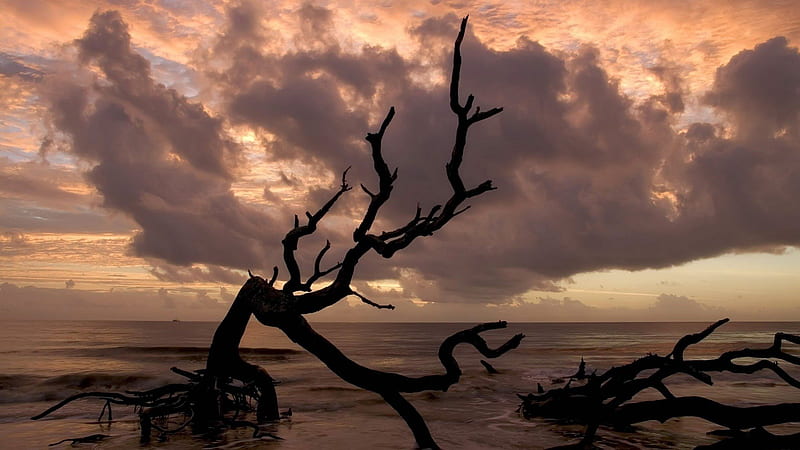 deadwood on a beautiful seashore, shore, deadwood, clouds, sea, HD wallpaper