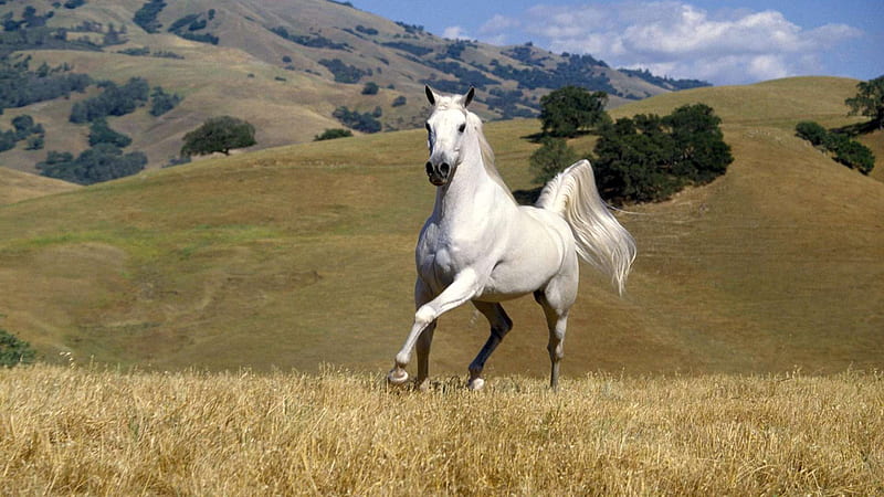 White Horse With Background Of Green Hills Horse, HD wallpaper | Peakpx