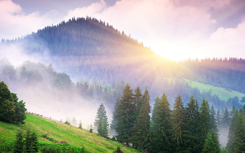 Misty Morning, hills, sun, sky, firs, landscape, HD wallpaper | Peakpx