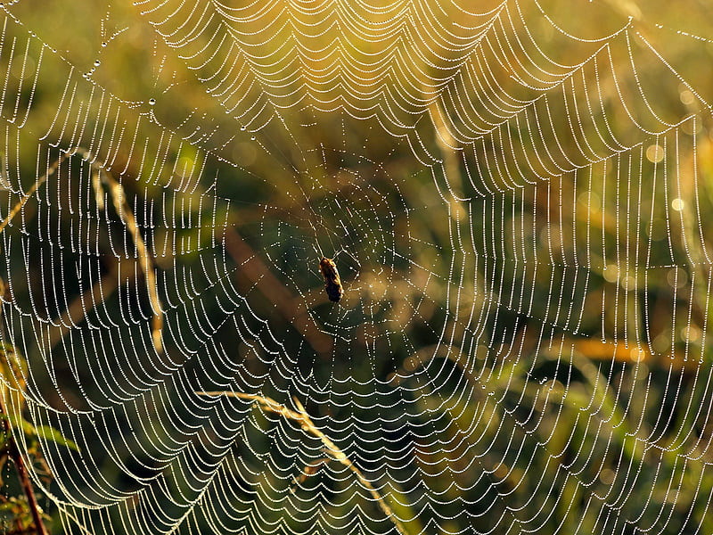 Spiders Web, bug, insect, spiders, web, HD wallpaper