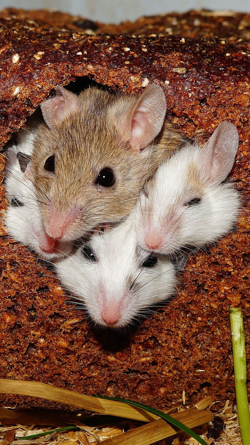 cutie rats, animal, cute, fluffy, hamster mouse, rat, HD phone wallpaper