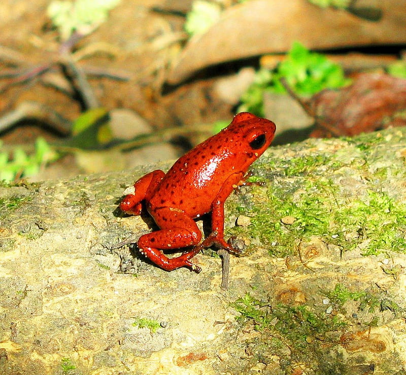 yellow orange frog