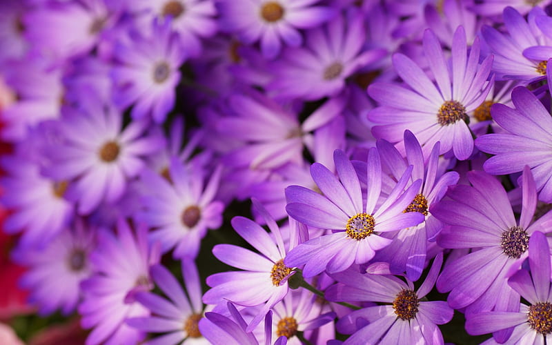 Purple Love, flower, amazing, color, purple, HD wallpaper | Peakpx