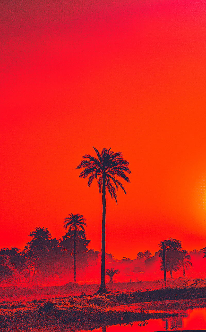 Red Date, colorful, palm, sunrise, tree, trees, HD phone wallpaper