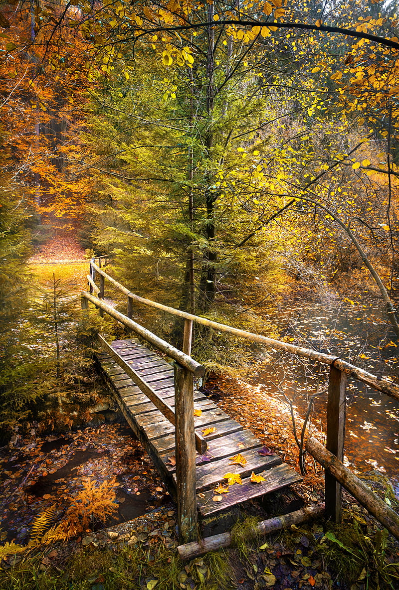 bridge, forest, river, autumn, nature, HD phone wallpaper