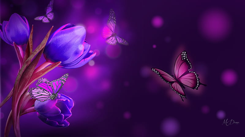 Purple Tulip Dislplay, butterflies, spring, bokeh, purple, flowers ...