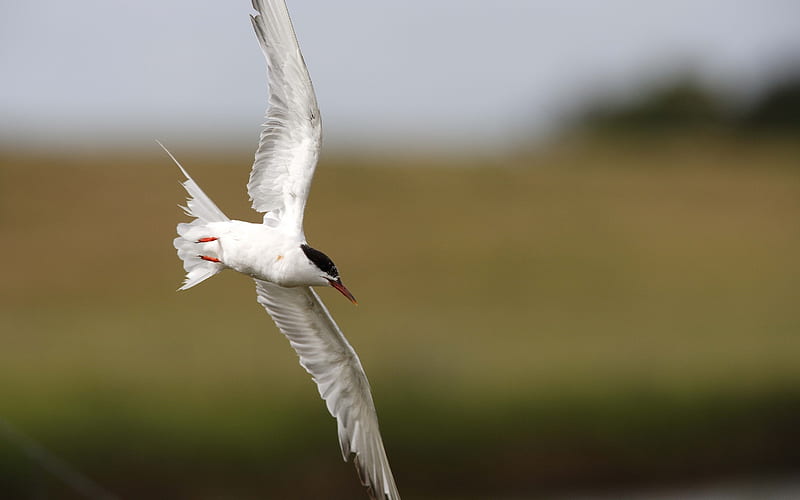 seagull flying bird-Animal, HD wallpaper
