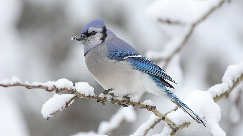 Perching On A Snowy Day, bird, snow, winter, perch, HD wallpaper