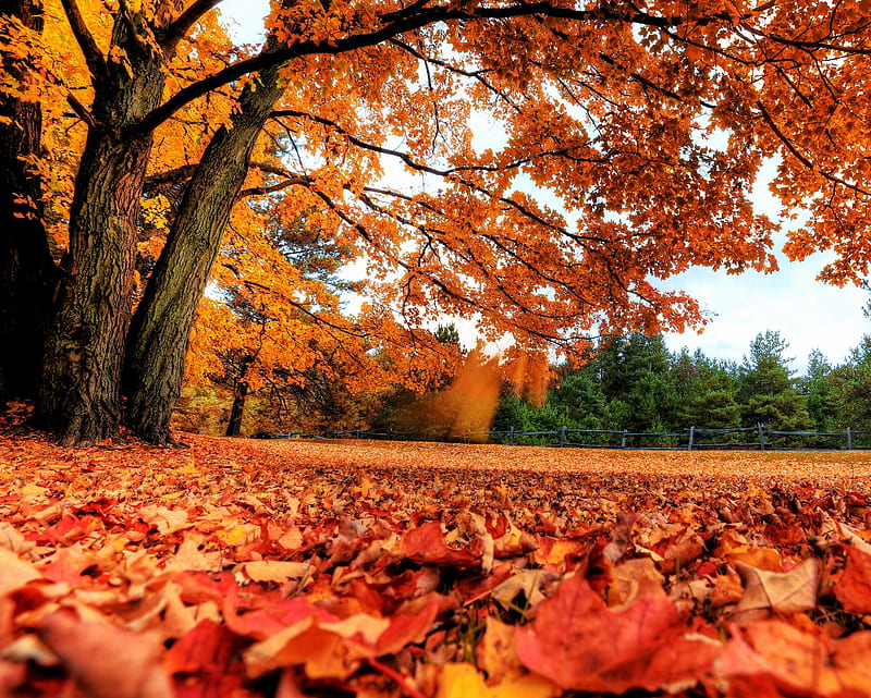 Autumn Season, fallen, leaves, tree, HD wallpaper