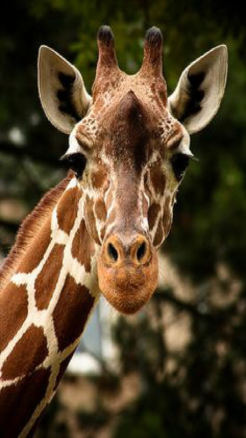 What, giraffe, wild animal, wild, animal, brown, africa, zoo, tree, HD phone wallpaper