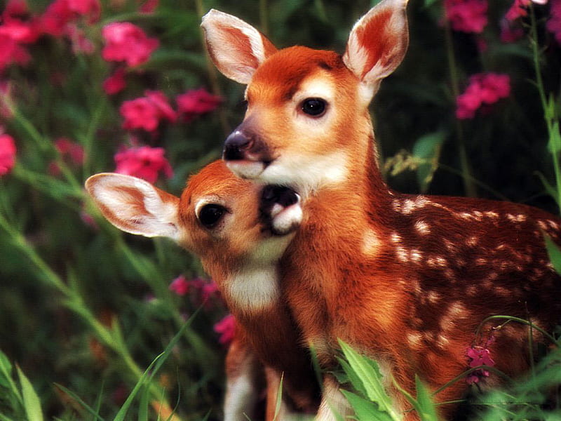 The mom and the baby..CUTE!!, cute, mom, adorable, baby, animal, deer, HD  wallpaper | Peakpx