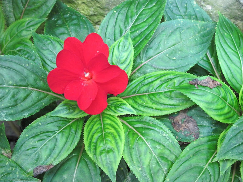 Una flor no puede florecer sin sol 32, grafía, rojo, verde, jardín, flores,  Fondo de pantalla HD | Peakpx