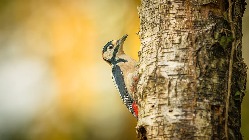 Bird Woodpecker Animals, HD wallpaper