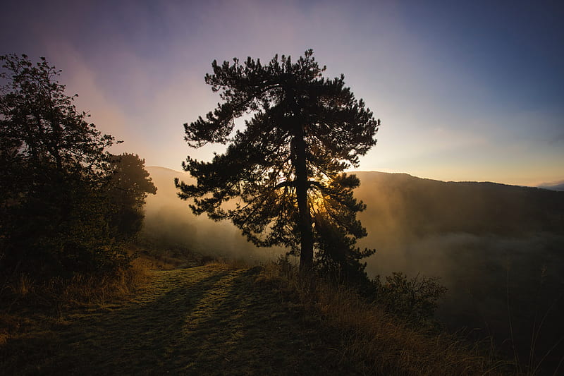 tree, fog, dawn, hills, landscape, HD wallpaper