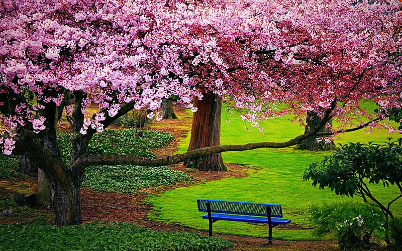 Cherry Blossom Season, springtime, flowers, bench, bonito, green grass ...