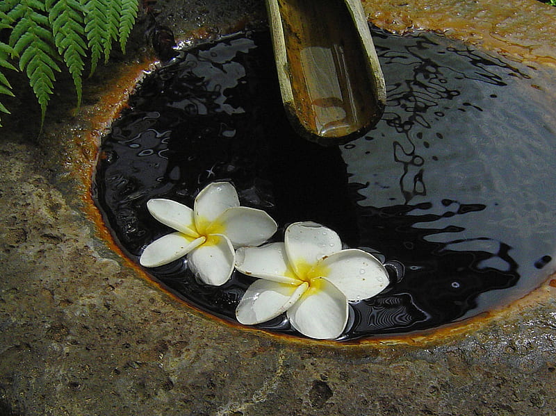 Plumeria in a Japanese Zen Garden Hawaii, float, zen, japanese, hawaii, plumeria, floating, peace, water, frangipani, feng shui, flowers, garden, hawaiian, HD wallpaper