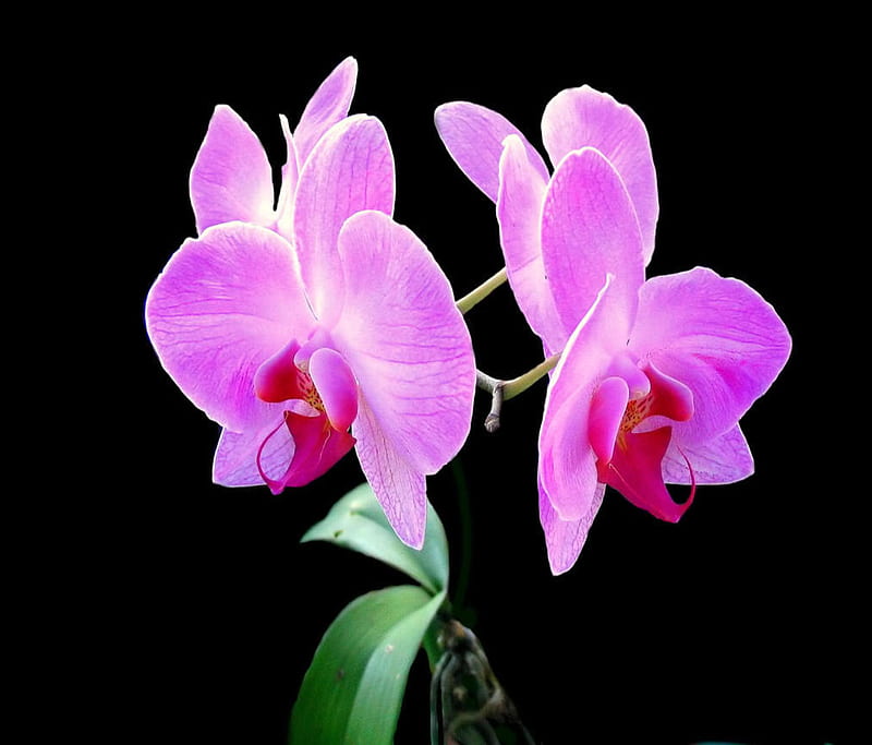 Pink Orchids, flowers, HD wallpaper