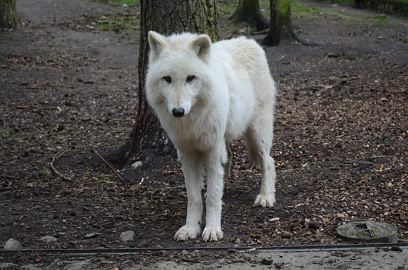 My Visit at the Wolfpark, predator, nature, white, wolves, HD wallpaper