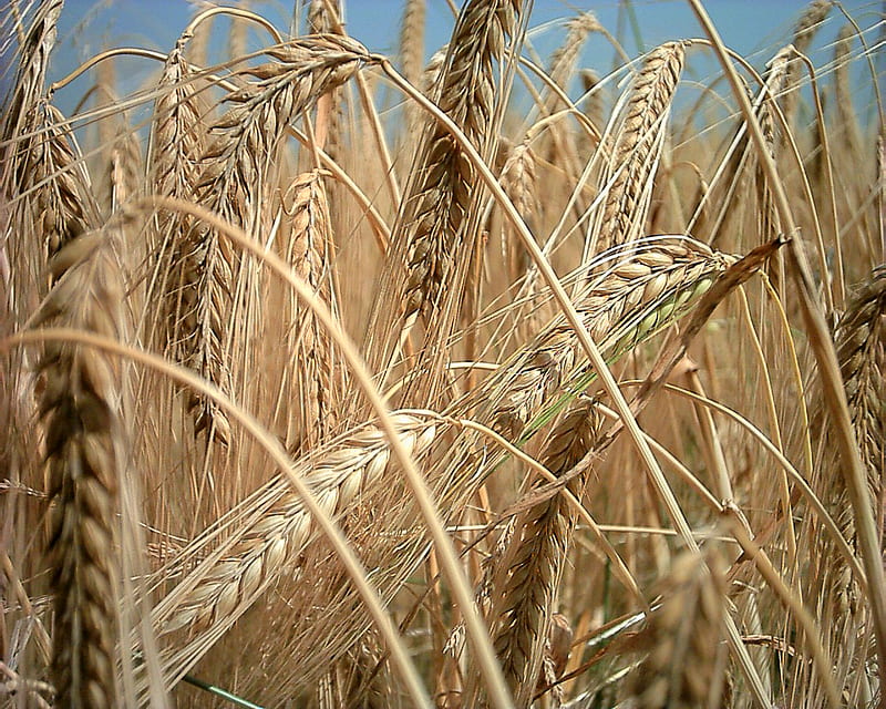 Crop Wheat Aojiru Cereal Barley, Green wheat field, landscape, natural,  computer Wallpaper png | PNGWing