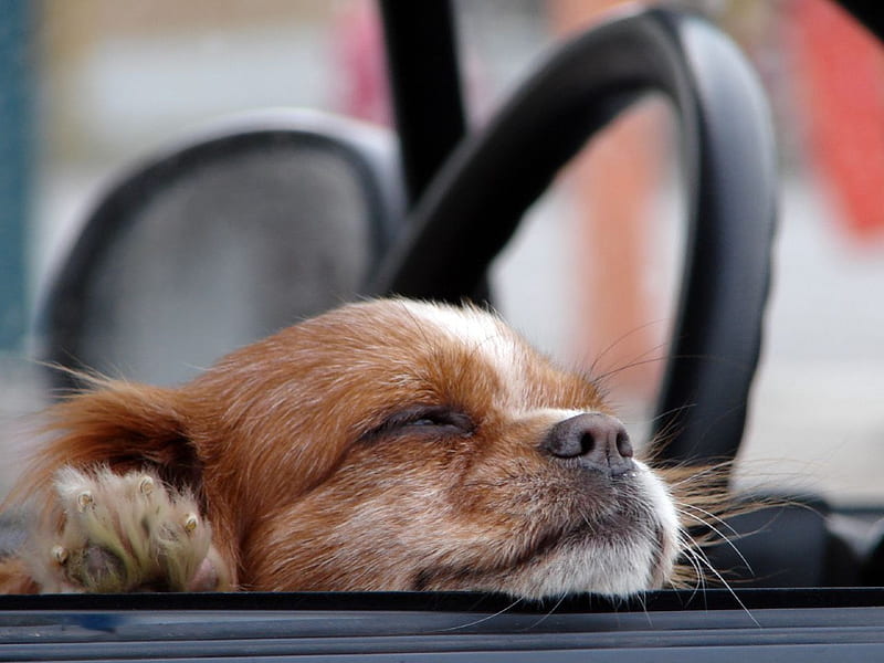 Ah...Fresh Air!, cute, open window, window, car, steering wheel, riding, dog, HD wallpaper