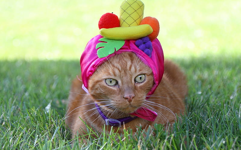 Cat in a tropical hat, grass, yellow, cat, animal, hat, fruit, green, funny, tropical, pink, pisica, HD wallpaper