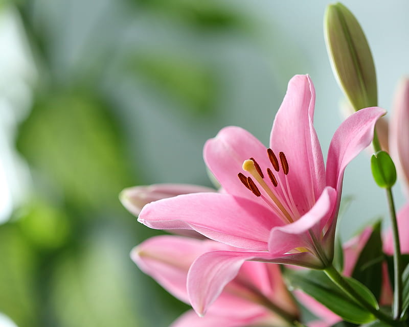 Pink lily, flower, lily, crin, pink, green, HD wallpaper