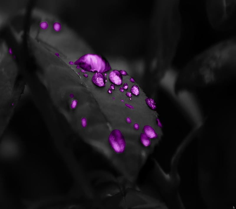 Purple Water Drops, abstract, art, desenho, leaf, nature, new, HD wallpaper