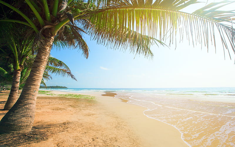 tropics, empty beach, coast, paradise, waves, sea, ocean, palms, HD wallpaper