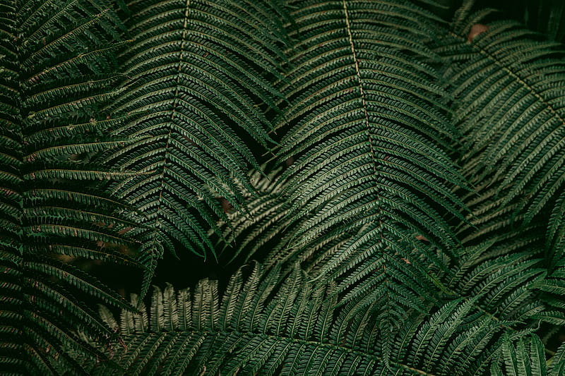 leaves, fern, plant, green, HD wallpaper