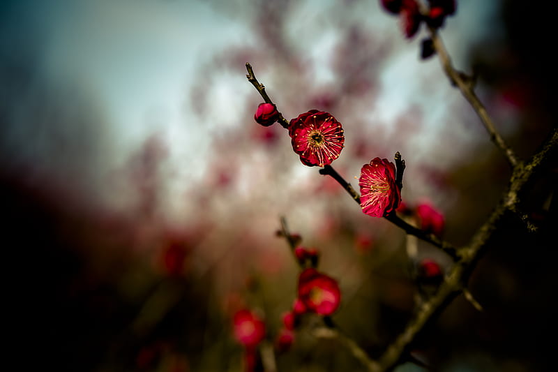 red flower in tilt shift lens, HD wallpaper