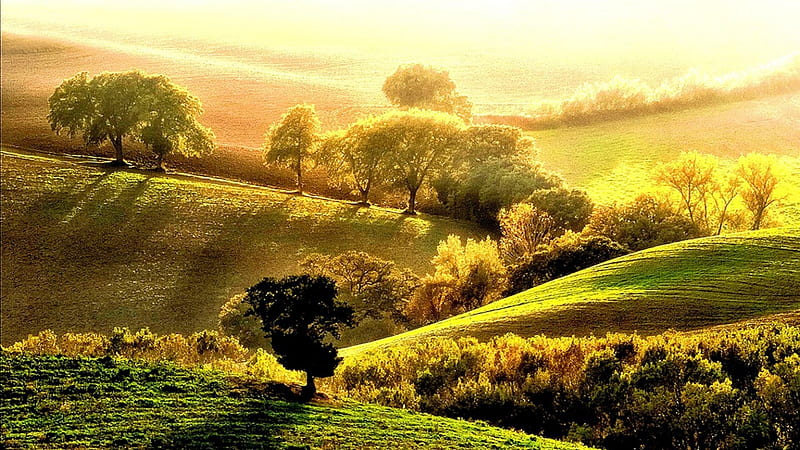Evening Light, grass, sun light, prairies, yellow, bonito, trees, meadows, green, field, HD wallpaper