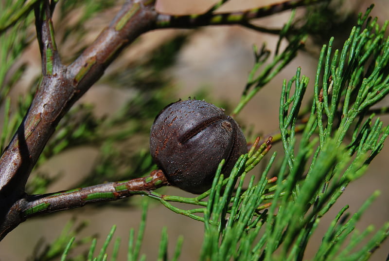 Rottnest Island Pine (Callitris preissii), cone, tree, callitris, pine, evergreen, cypress, conifer, HD wallpaper