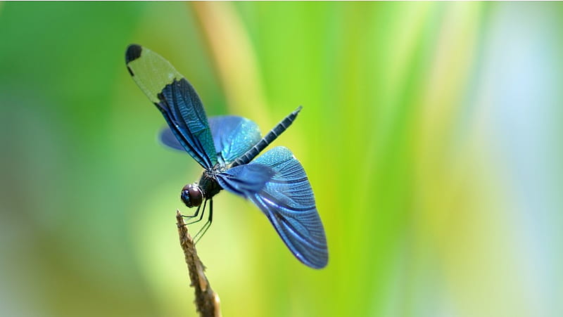 Dragonfly Blue Wings, HD wallpaper | Peakpx