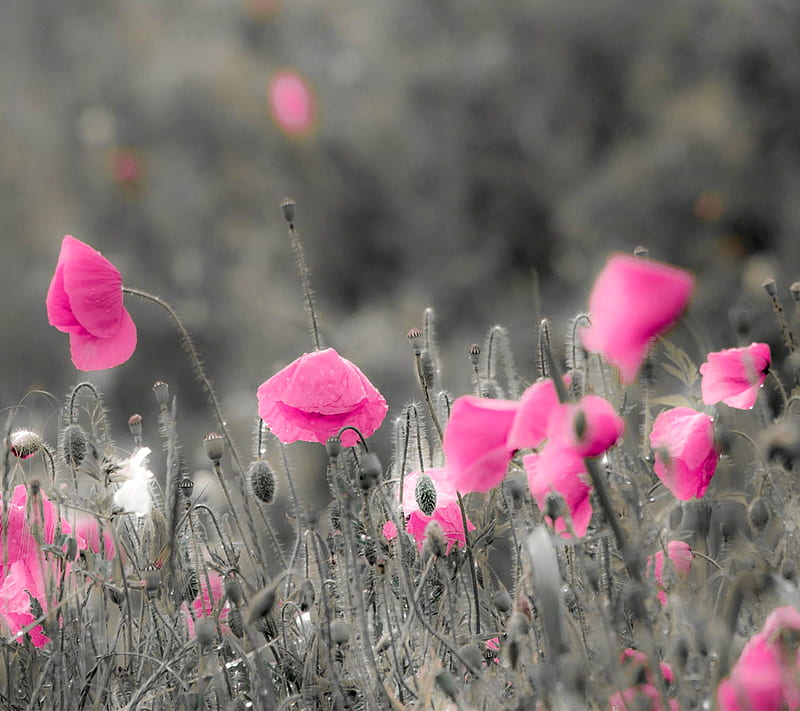 Pink Poppies, HD wallpaper
