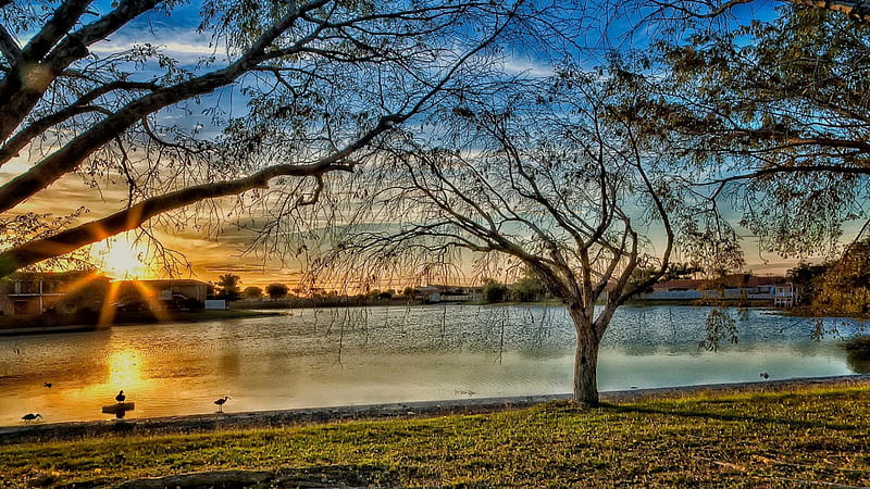 sunset on a pond in suburbia, ond, ducks, suburbs, sunset, trees, HD wallpaper