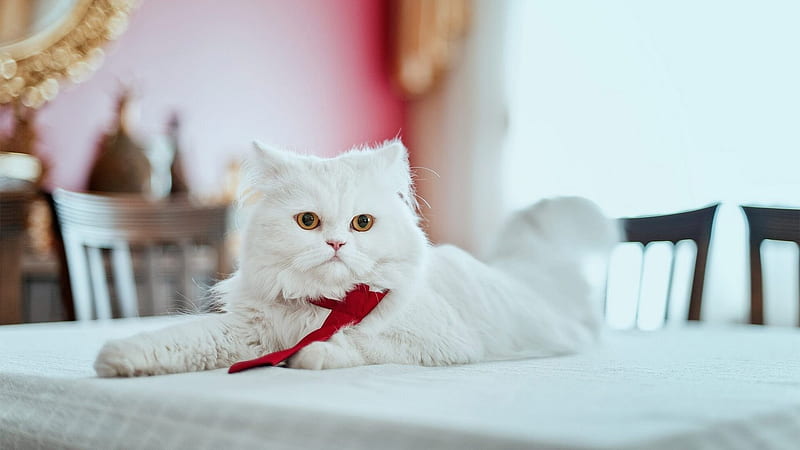 White Persian Cat Is Sitting On Table Covered With White Cloth Cat, HD wallpaper