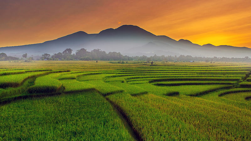 Paddy Fields, paddy, nature, fog, field, agriculture, rural, orange, sunset, rice, graphy, green, HD wallpaper
