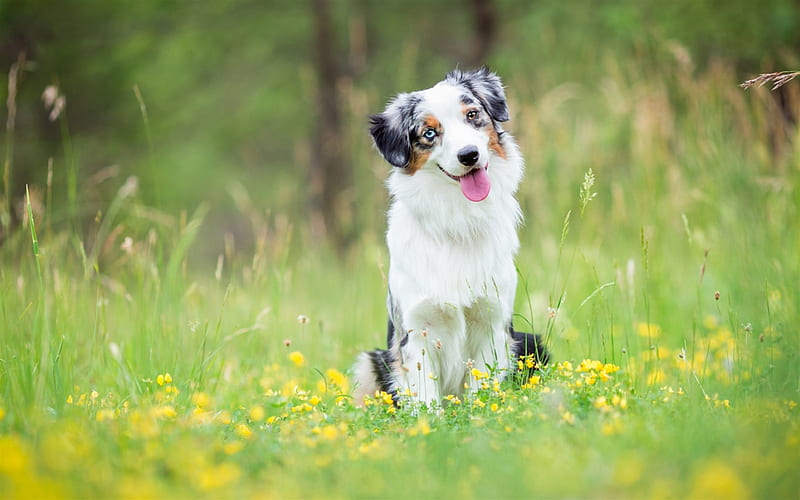 Australian Shepherd, Aussie white black fluffy dog, pets, green grass, cute dog, HD wallpaper