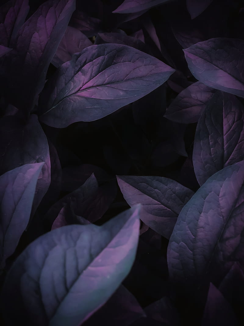leaves, veins, macro, dark, HD phone wallpaper